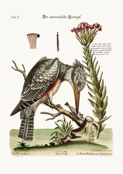 Der amerikanische Eisvogel, 1749-73